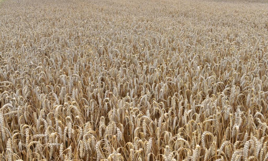 Брянщина оказалась в тройке лидеров по урожайности зерновых культур в России