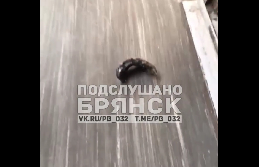 Видео из обстрелянного укронацистами поезда Климово-Москва появилось в соцсетях