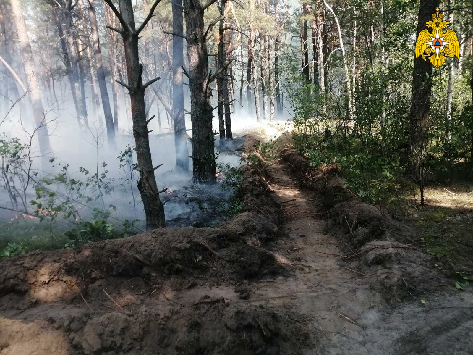 В Новозыбковском районе оперативно потушили лесной пожар