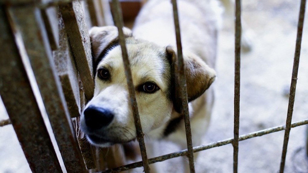 В Погарском районе властям предписали заняться отловом бродячих собак