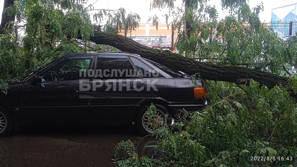 В Брянске из-за сильного ветра дерево рухнуло на легковой автомобиль