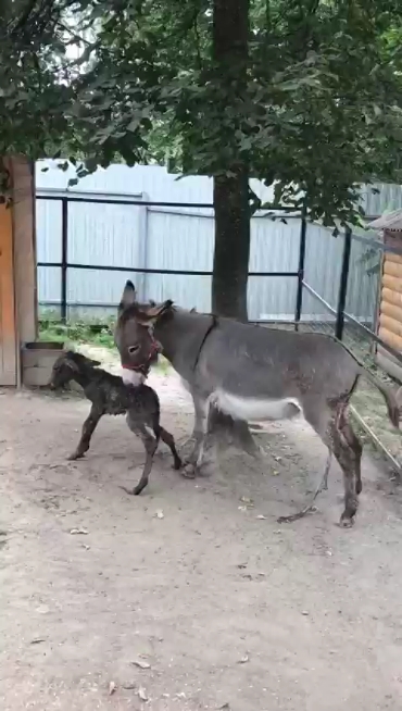 В брянском зоопарке в семье осликов появился малыш