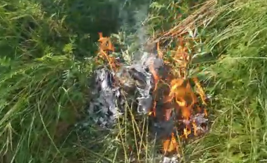 В Брянской области сожгли 756 кустов конопли