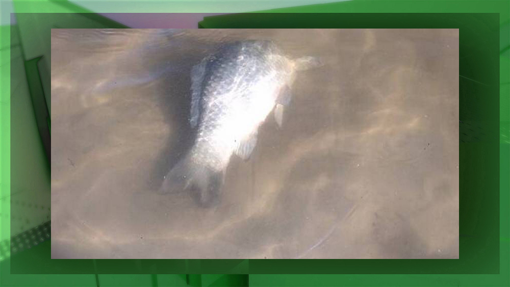 В Мглине произошла массовая гибель рыбы в озере