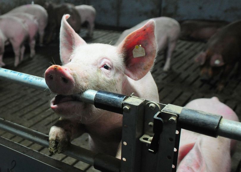 В Жуковском районе из-за бешенства свиней объявили карантин