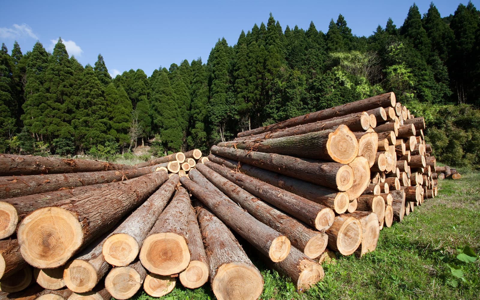 В Брянской области за полугодие на треть выросла заготовка леса