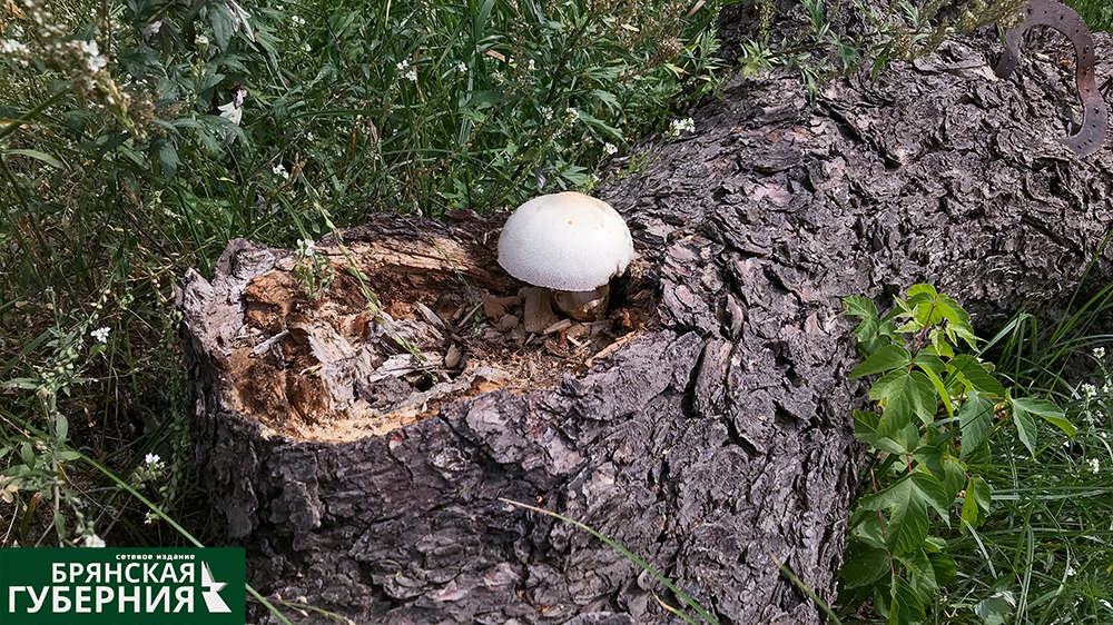 Некоторые жители Брянской области сообщили, что в лесу нет грибов