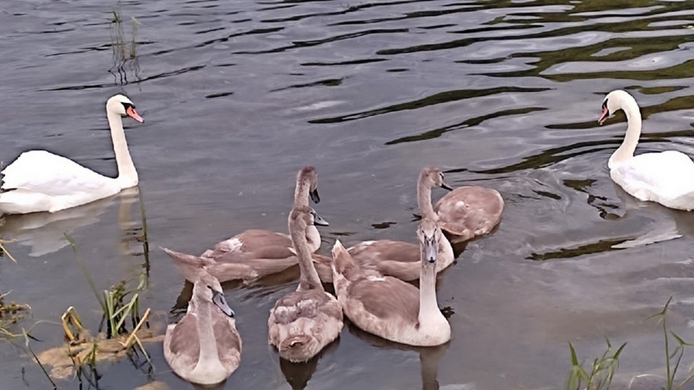 В Стародубском районе на водоёмах обитают стаи лебедей