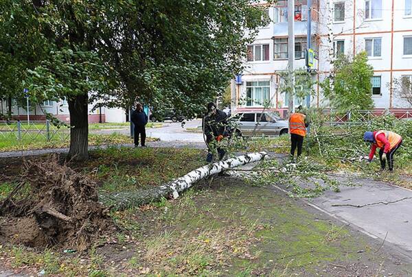 В Брянске упавшие из-за ветра деревья повредили два автомобиля