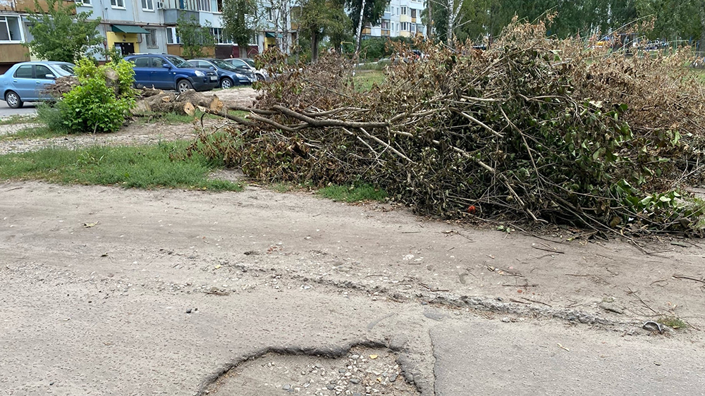 В Брянске больше месяца лежат рухнувшие после урагана ветки на Молодежке