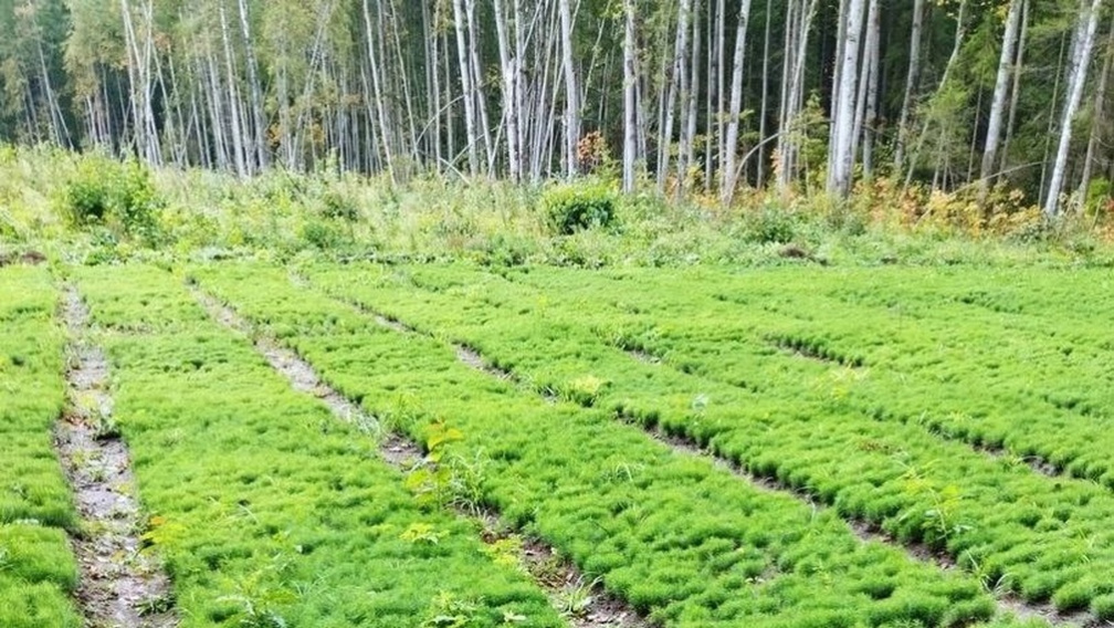 В Брянской области проводится ежегодная инвентаризация лесных питомников