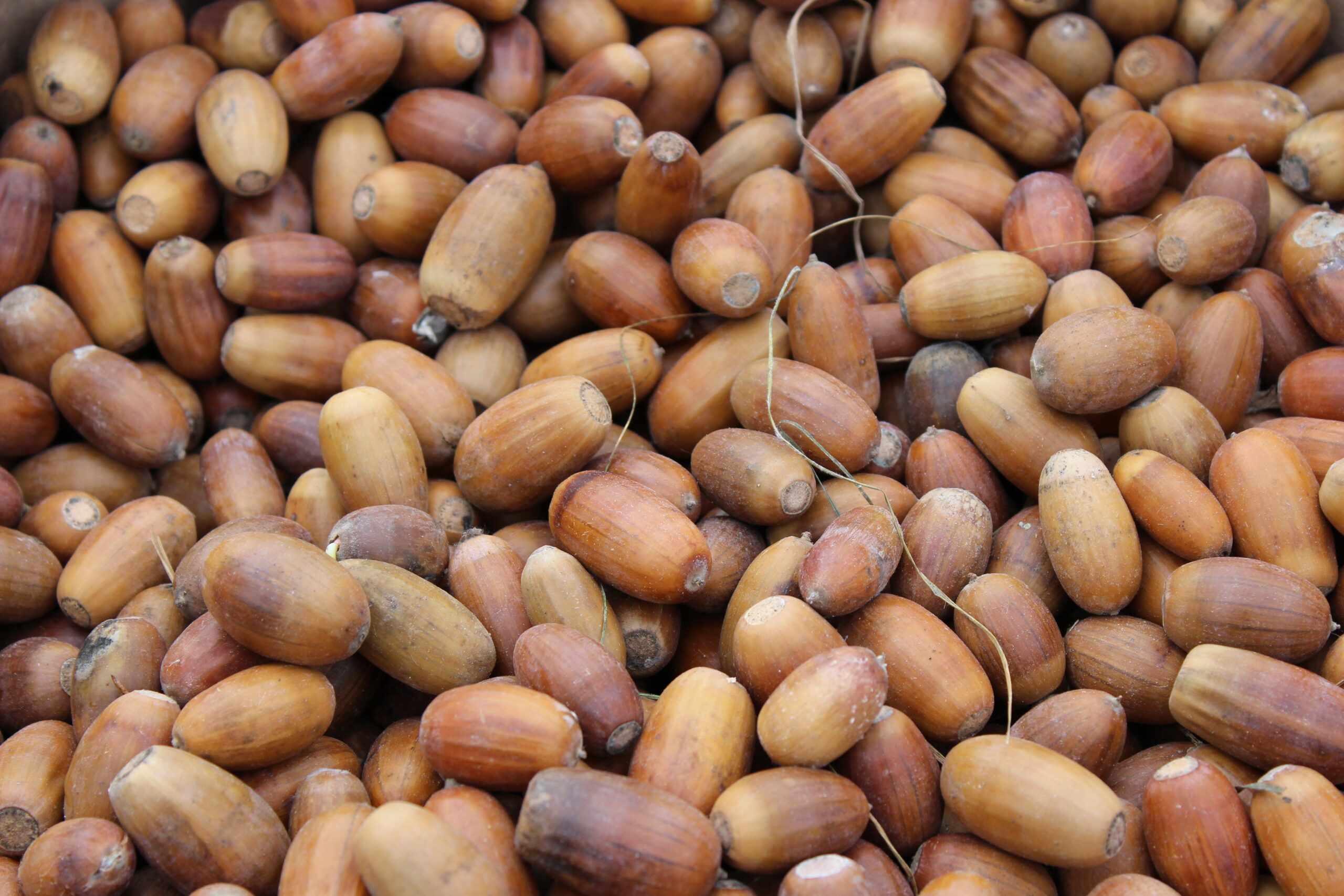 Брянские лесоводы заготовили 533 кг семян хвойных пород