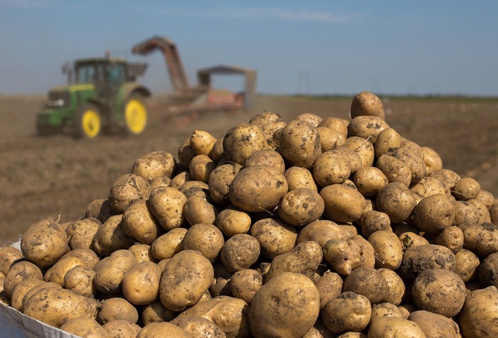 О секрете успешного производства картофеля на Брянщине рассказали на всю Россию