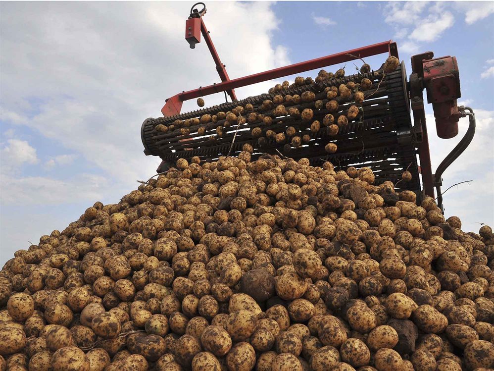 В Брянской области картофель убрали с четверти площадей