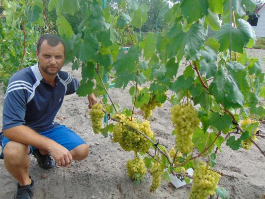 Брянец Алексей Бондарев вырастил в своем винограднике более 50 сортов ягоды