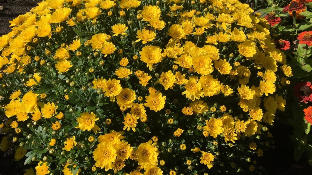 Брянцам показали разнообразие цветущих хризантем