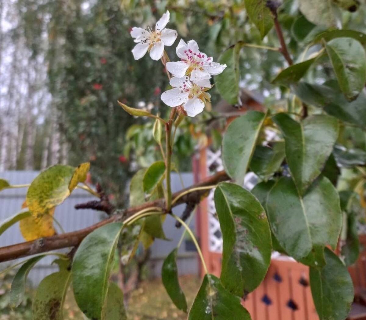 В брянских Клинцах местные жители сняли на фото цветущую осенью грушу