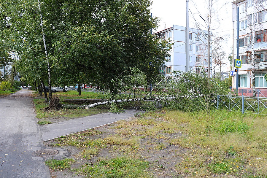 В Брянске ураганный ветер повалил 14 деревьев