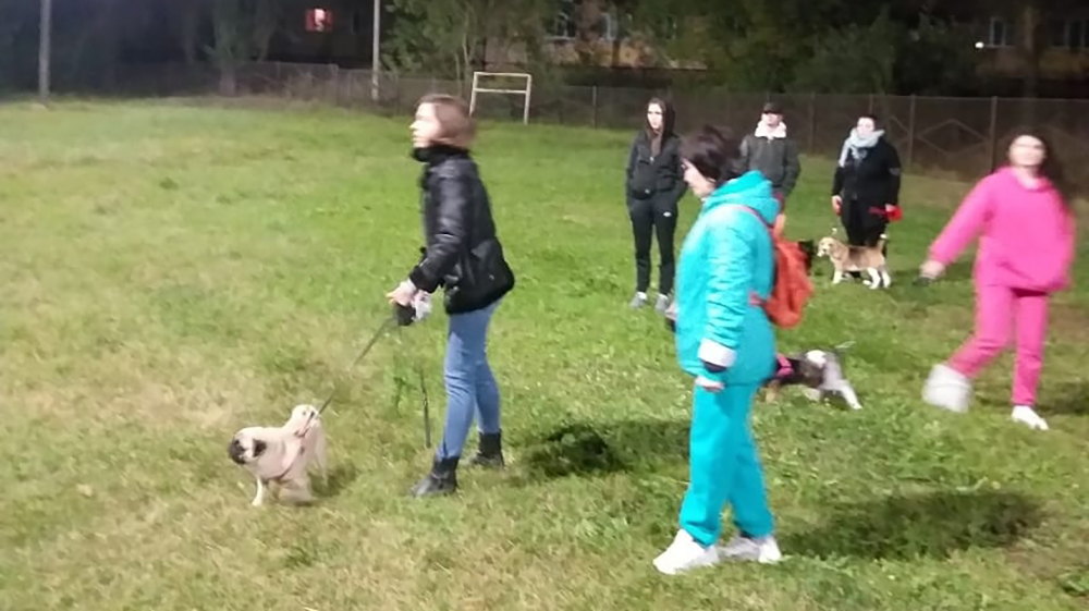 Жители Брянска выгуливали собак на стадионе школы №57