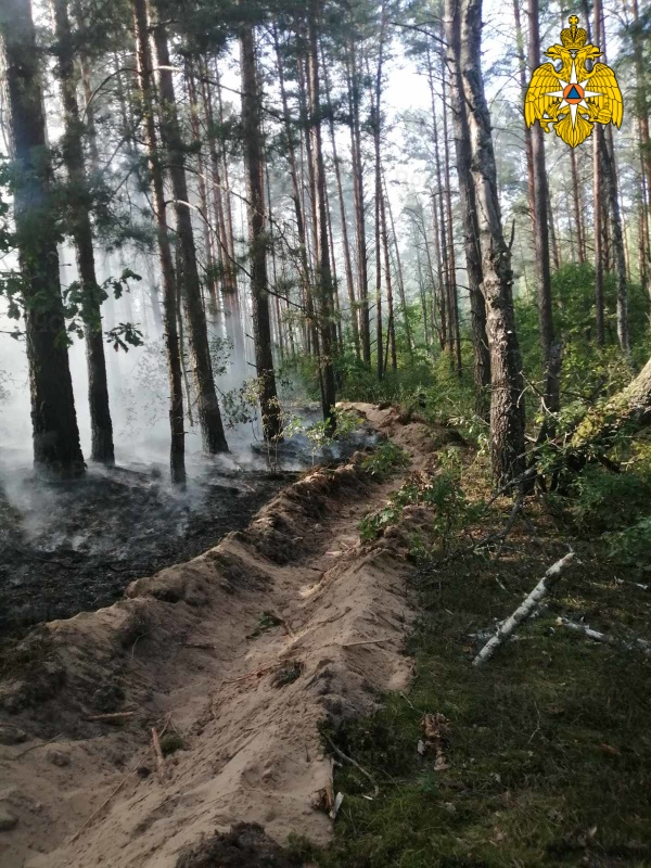 В Брянской области ликвидирован лесной пожар
