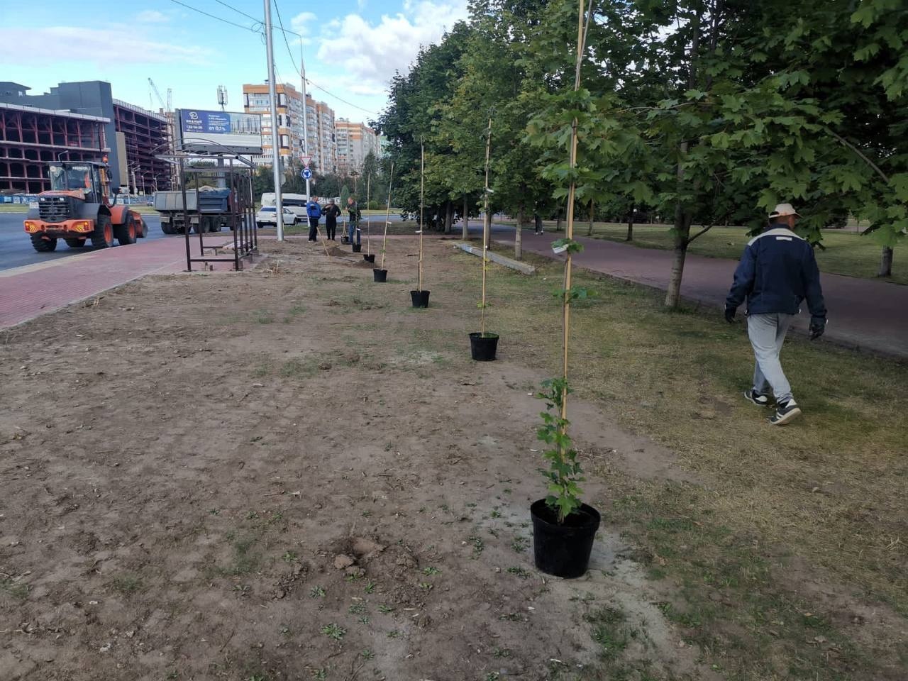 В Брянске на улице Крахмалева высадили молодые клёны