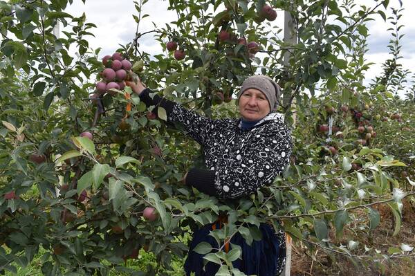 Брянские садоводы вырастили по интенсивной технологии богатый урожай яблок