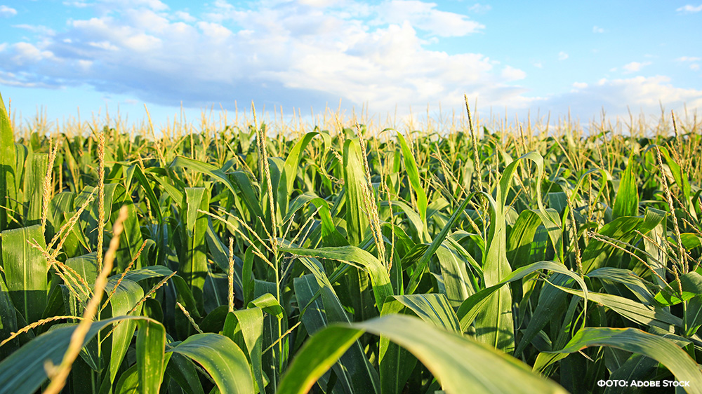 В Брянской области посевная площадь кукурузы увеличилась более чем в 2 раза и достигла 120000 гектар