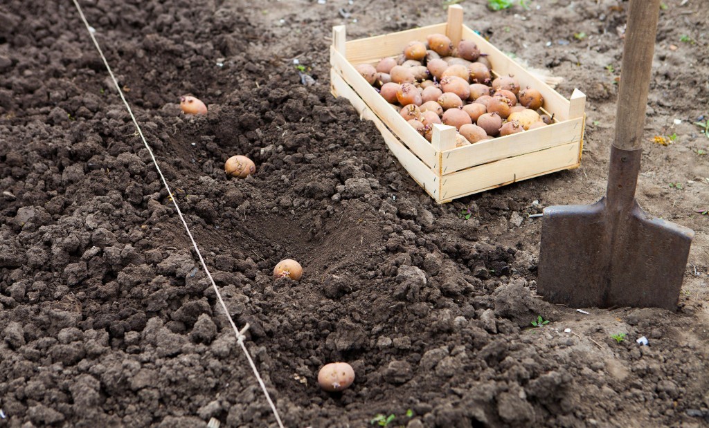 Почти половина брянских огородников высадят в этом году картофель
