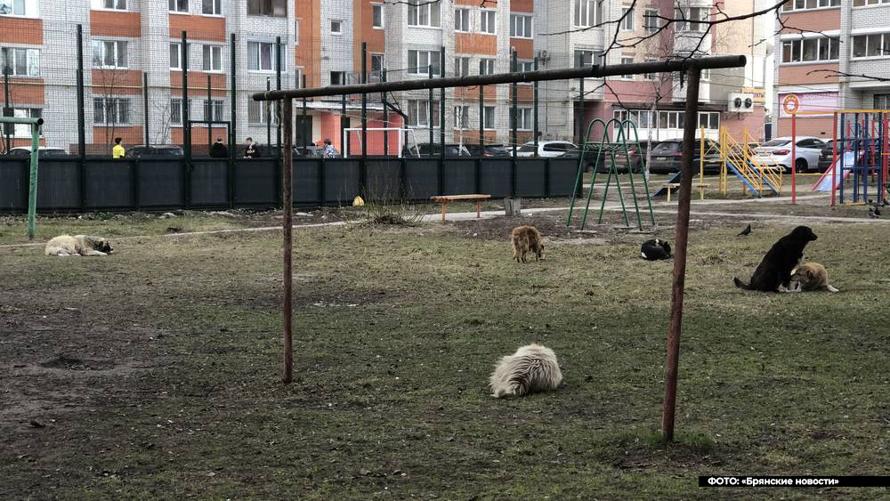 Жители Брянска нашли необычный способ усмирить стаи агрессивных собак