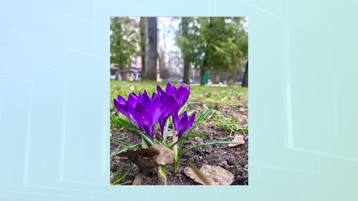 В Брянске в парке-музее Толстого распустились первые цветы