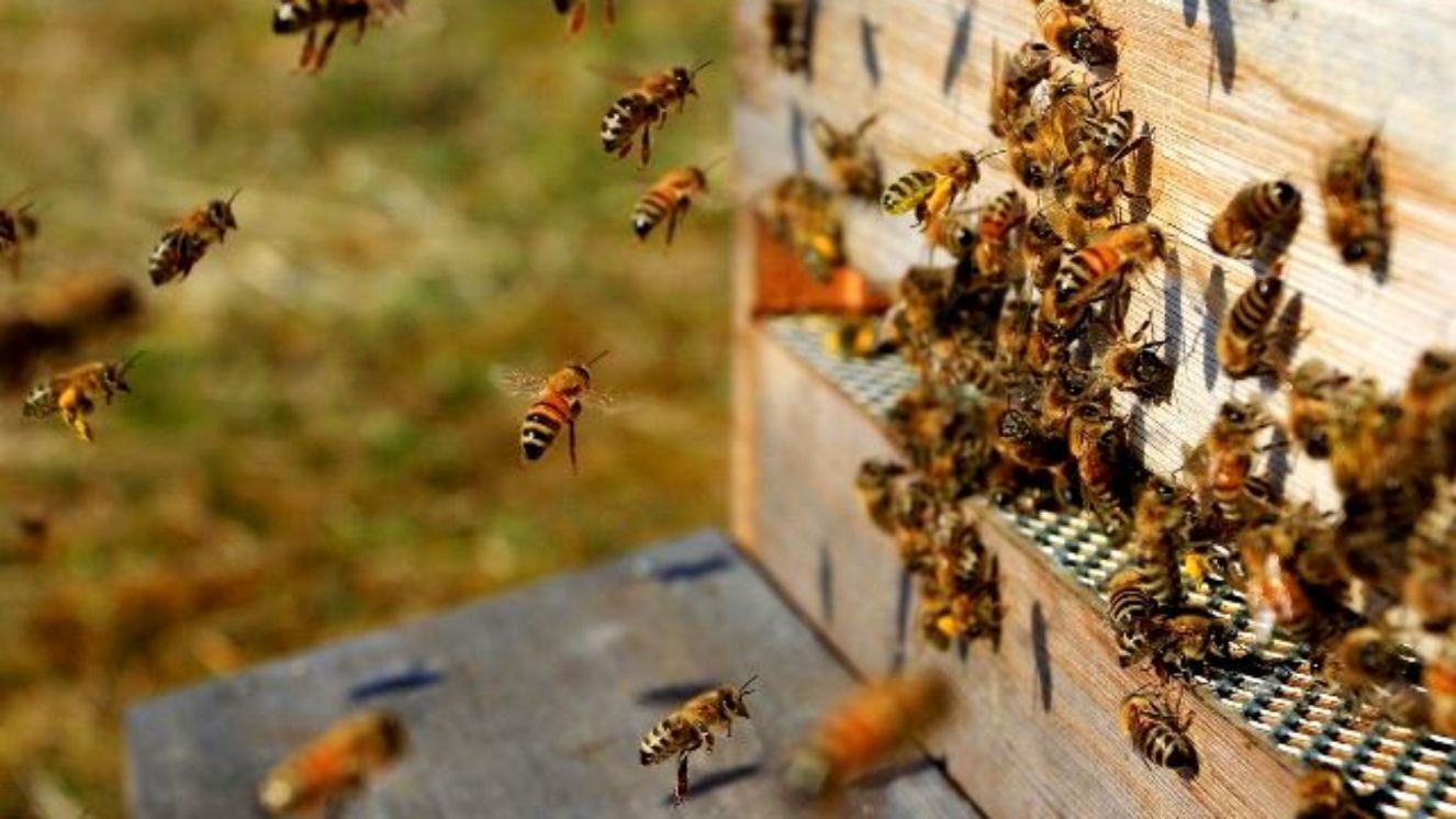 Брянские пчеловоды обсудили методы взаимодействия с местными аграриями