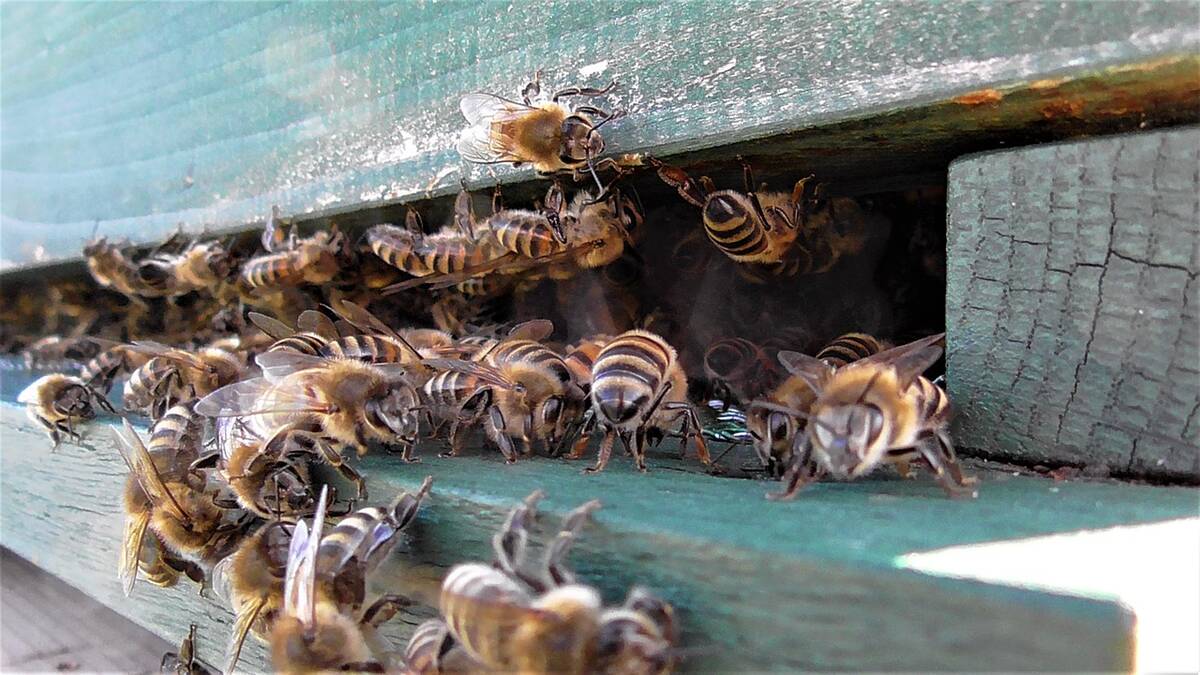 В Брянской области ввели ограничительные меры в связи с заболеванием пчел