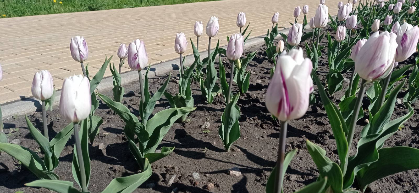Цветущие на клумбах города тюльпаны привели в восторг жителей Брянска