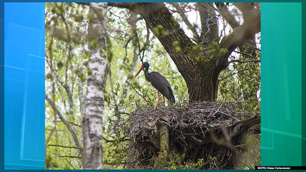 В Брянской области спасли от вырубки участок леса с гнездом черного аиста