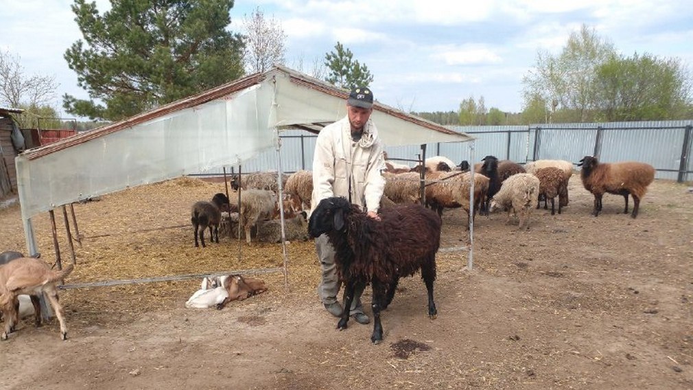 Брянец благодаря соцконтракту приобрел 10 голов овец эдильбаевской породы