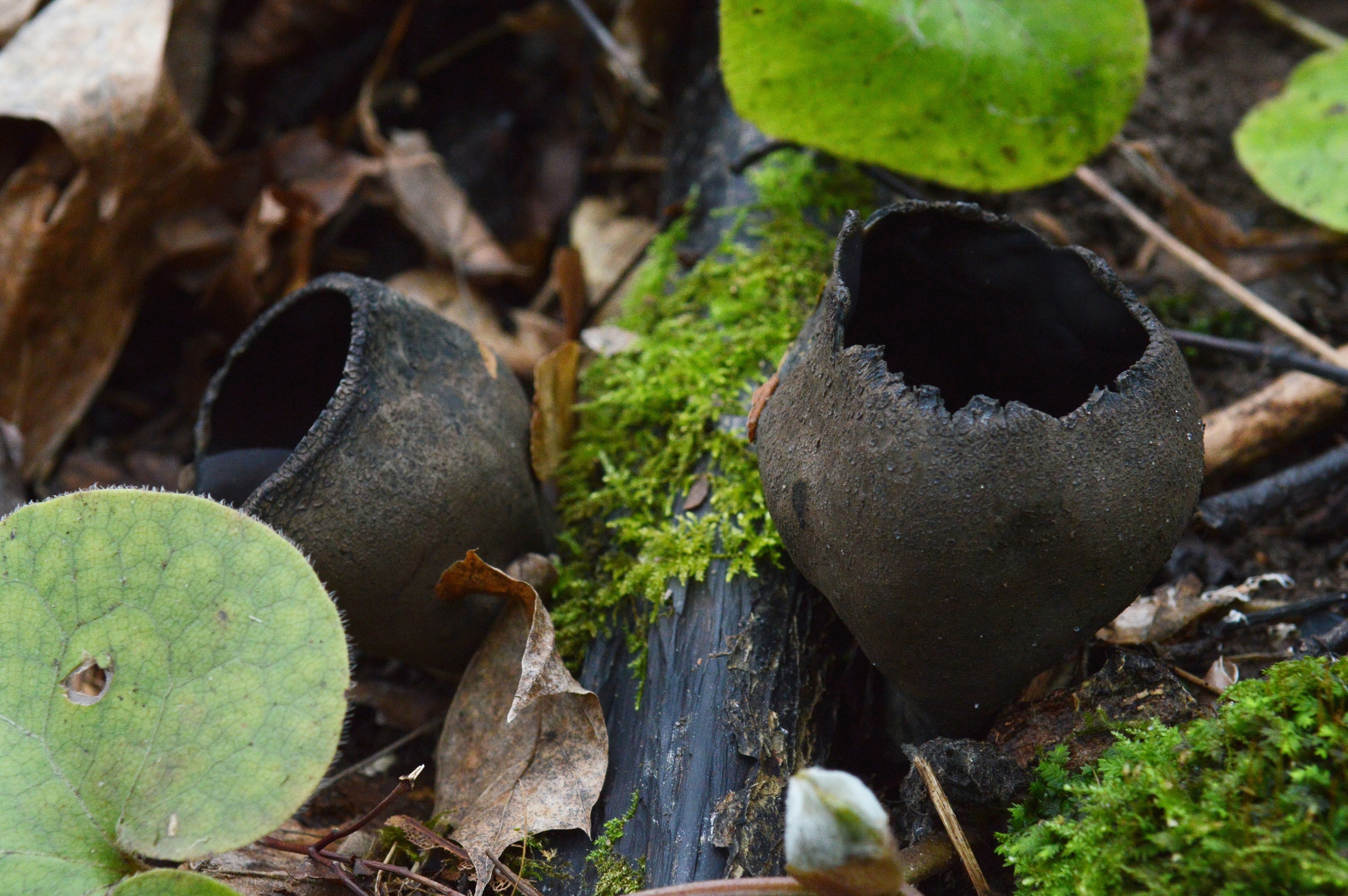 В «Брянском лесу» выросли удивительно красивые грибы