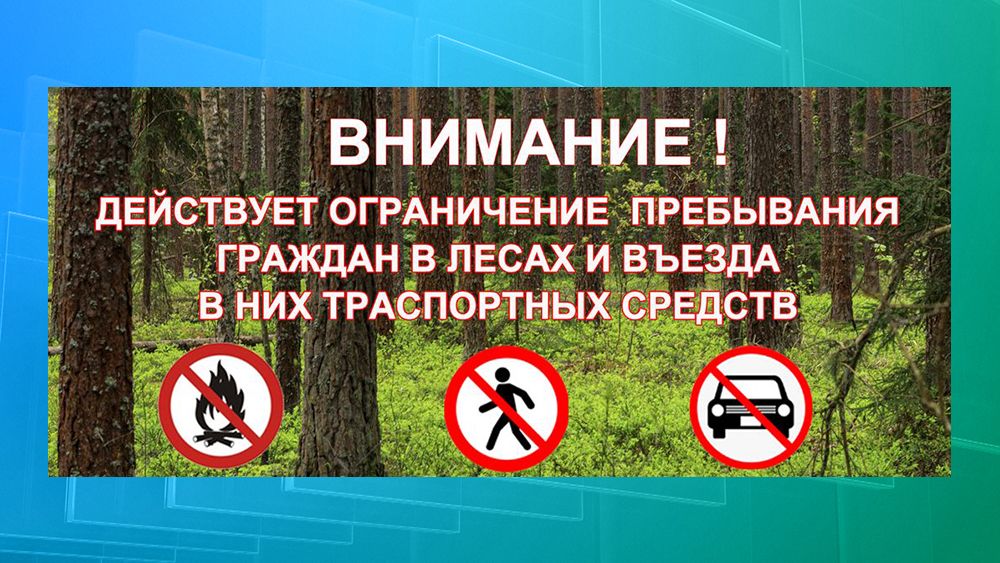 В Брянской области в некоторых лесничествах запретили прогулки и въезд транспортных средств
