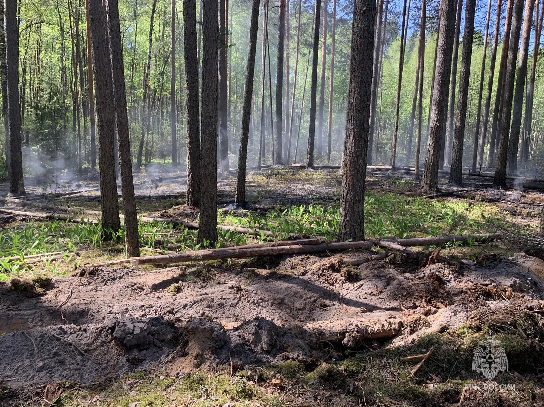 Под Брянском потушили лесной пожар на площади 0,15 гектара