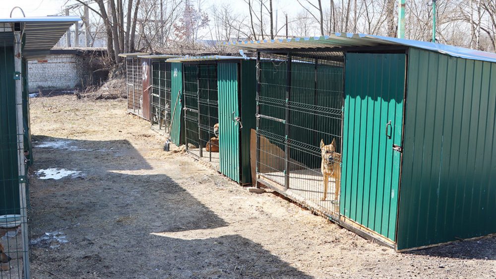 Жителям Брянской области предложили поучаствовать в опросе касательно бродячих собак