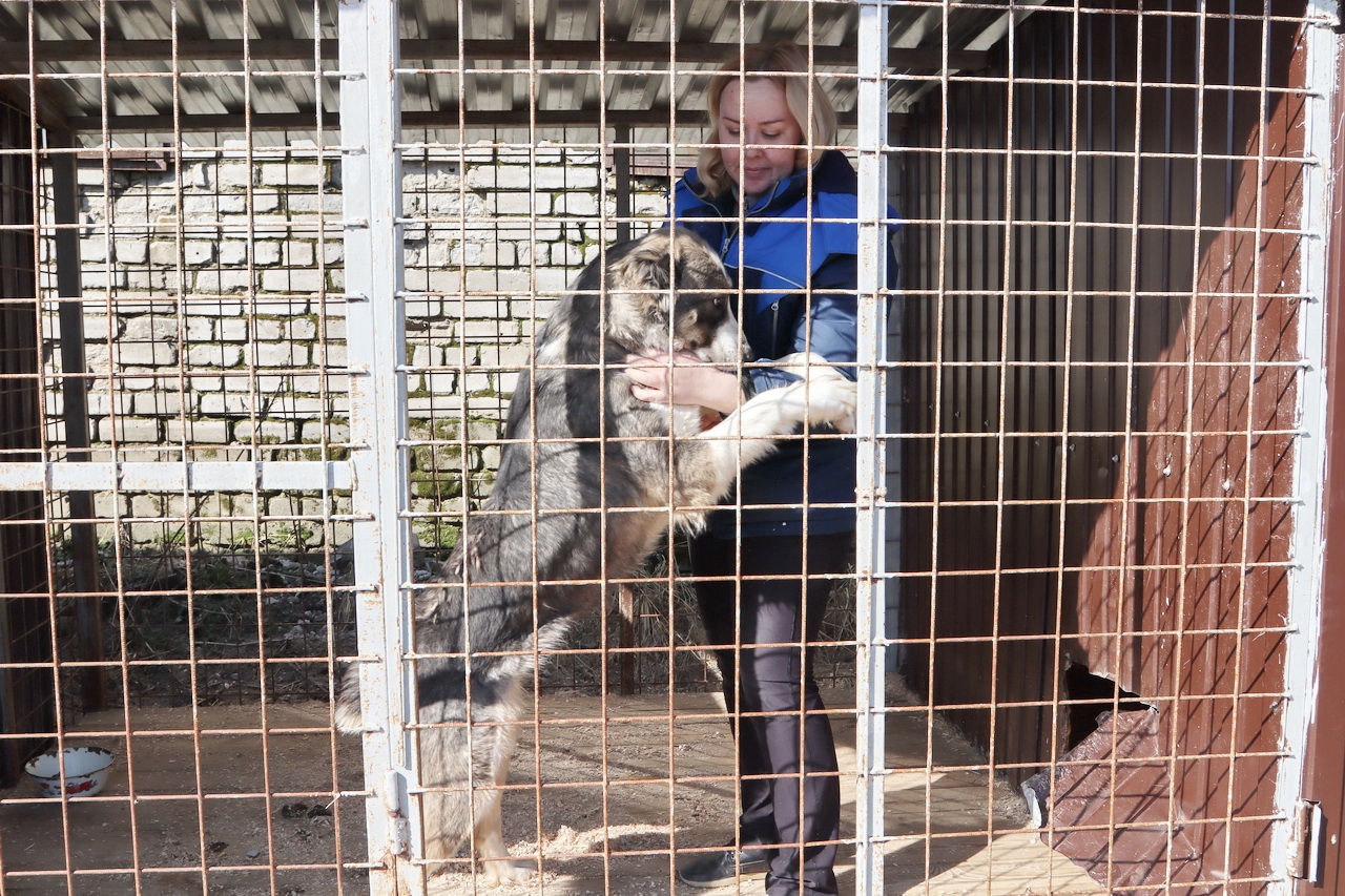 В Брянске в муниципальном приюте для животных состоится День открытых дверей