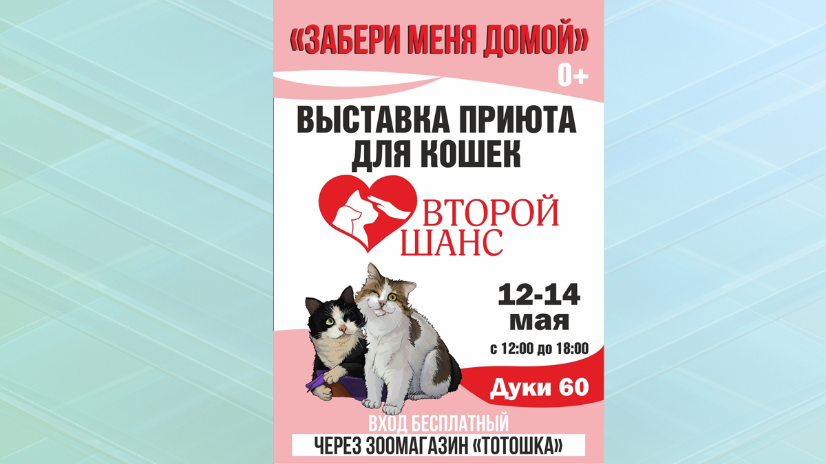 В Брянске пройдет выставка кошек «Забери меня домой»