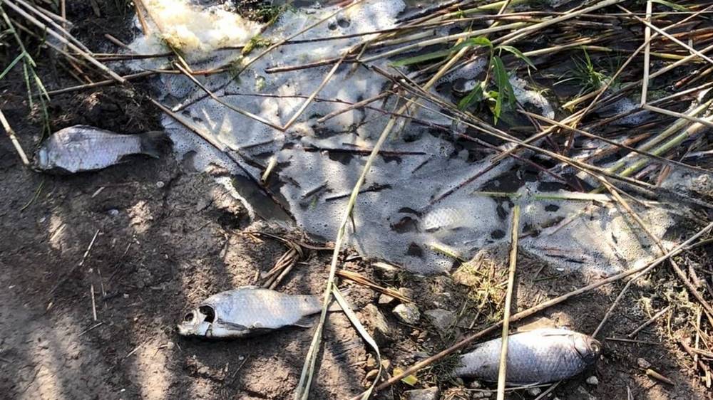 В селе Страшевичи Брянской области в озере произошла массовая гибель рыбы