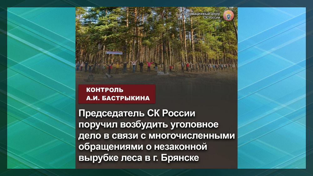 Бастрыкин поручил возбудить уголовное дело по факту вырубки леса в сосновом бору в Брянске