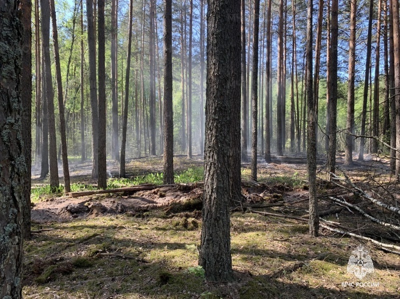 Под Брянском оперативно потушили лесной пожар