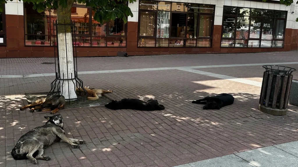 Бродячие собаки облюбовали для отдыха пешеходный бульвар Брянска
