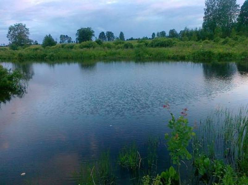 Факт массовой гибели озерной рыбы в брянском селе Страшевичи не подтвердился