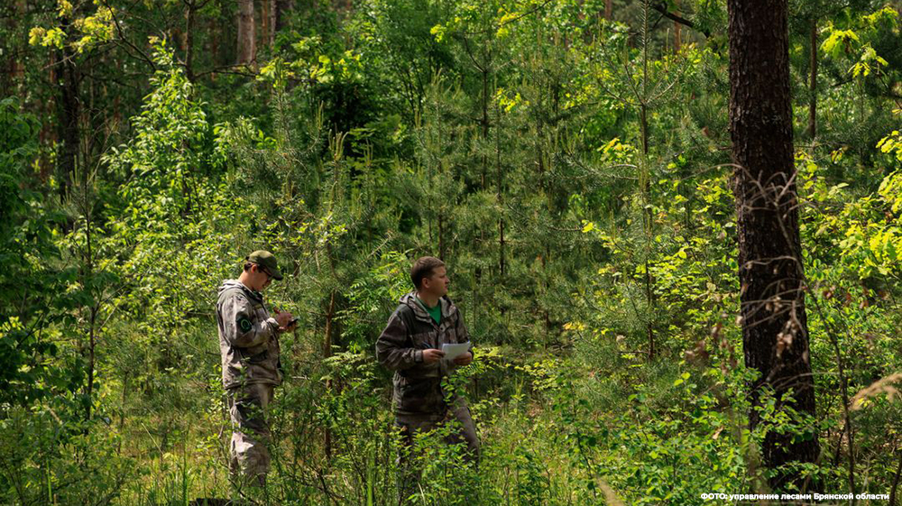 Брянские леса обследуют для возможного перевода в чистую зону