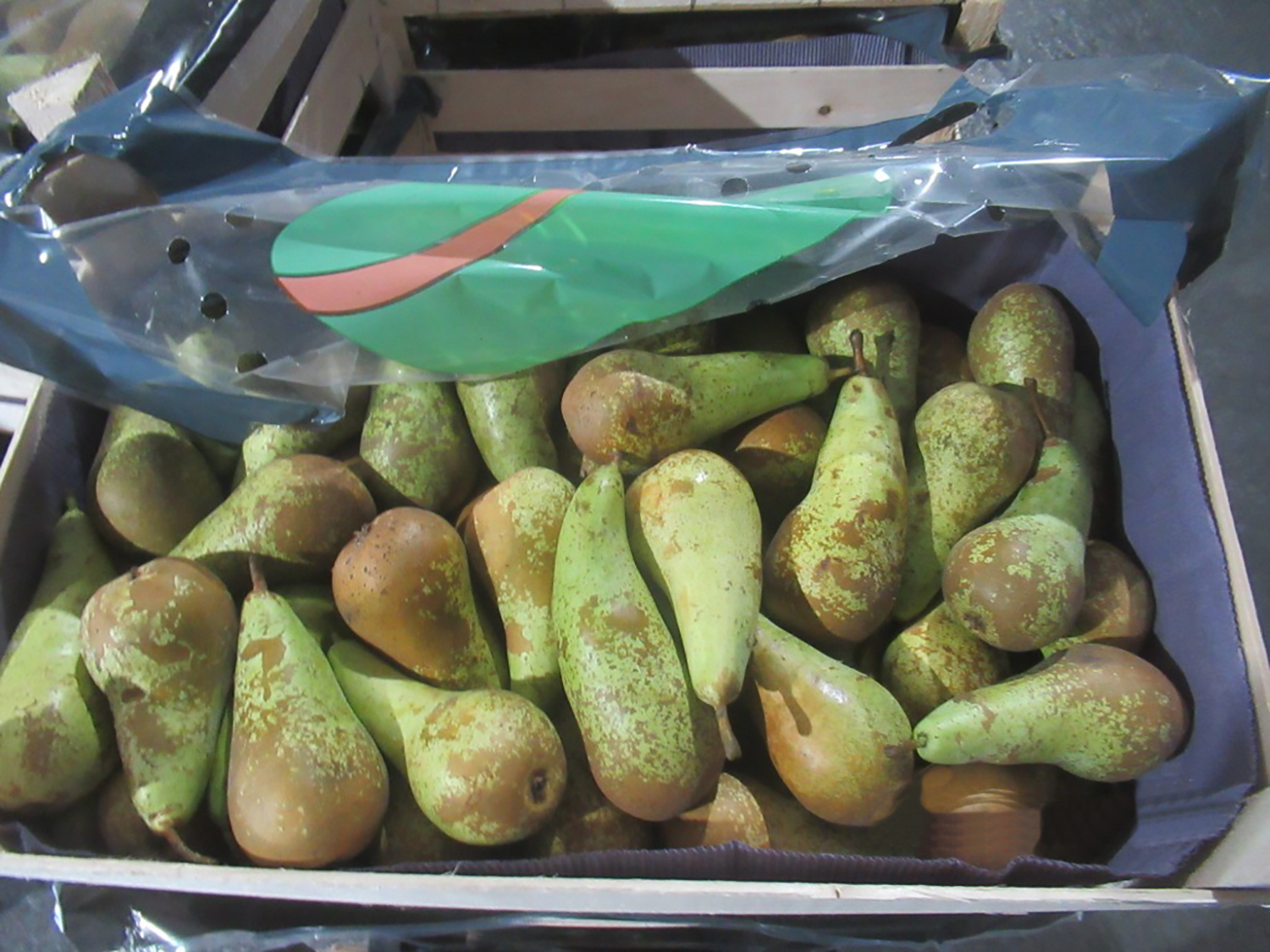 Брянские таможенники пресекли попытку контрабандного ввоза в Россию свыше 44 тонн груш