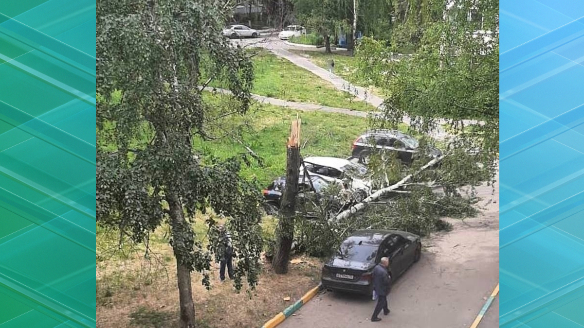 В Брянске из-за сильного ветра упало дерево