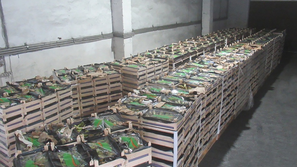 В Брянске таможенники задержали 44 тонны груш, которые пытались ввезти под видом макулатуры